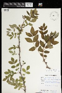 Zanthoxylum americanum image