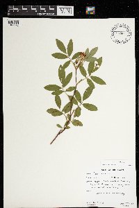 Rosa palustris image