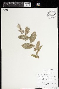 Salix cordata image