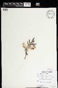 Salix myricoides image