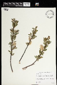 Salix planifolia image