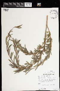 Salix purpurea image