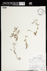 Chrysosplenium americanum image