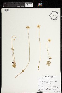Parnassia palustris image