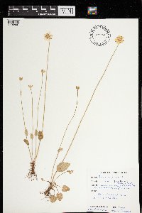 Parnassia palustris image