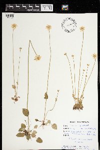 Parnassia palustris image