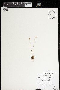 Parnassia parviflora image