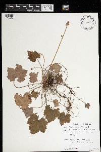 Tiarella cordifolia image