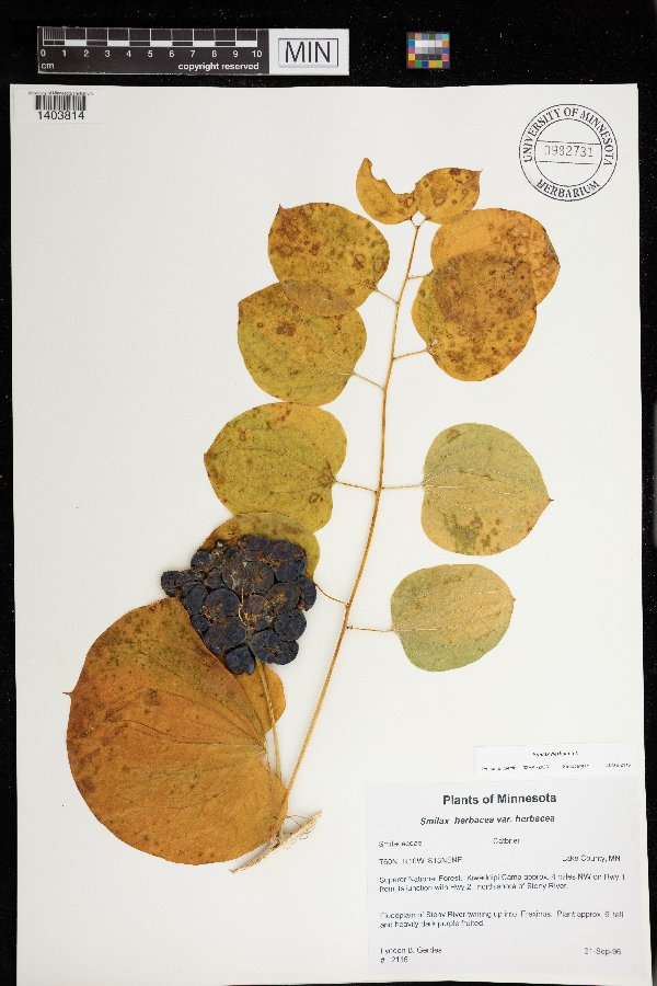 Smilax herbacea image
