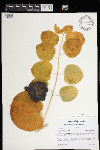 Image Associated With the Occurrence