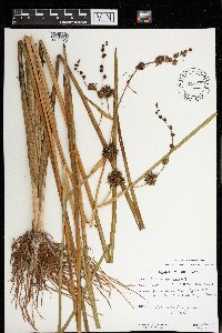 Sparganium eurycarpum image