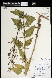 Scrophularia lanceolata image