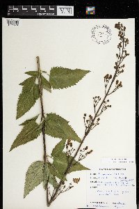 Scrophularia lanceolata image
