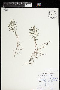 Veronica scutellata image