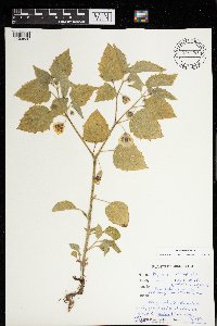 Physalis heterophylla image