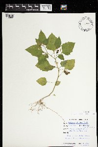 Solanum americanum image