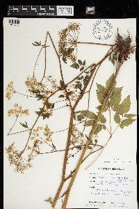 Cicuta maculata image