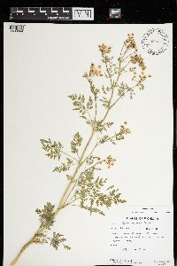 Conium maculatum image