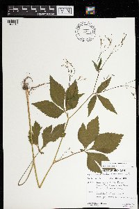 Cryptotaenia canadensis image