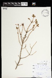 Arceuthobium pusillum image