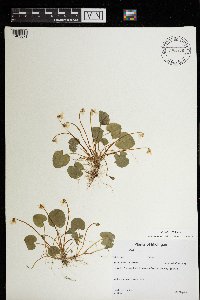 Viola minuscula image