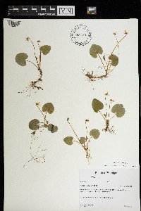 Viola minuscula image