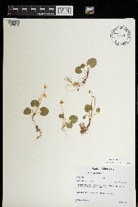 Viola minuscula image