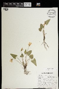 Viola grisea image