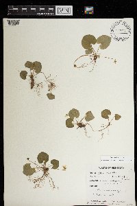 Viola minuscula image