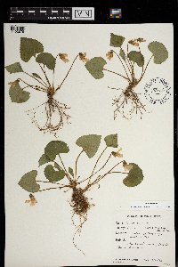 Viola sororia image