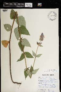 Agastache foeniculum image