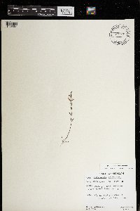 Clinopodium arkansanum image