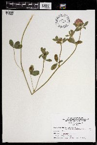 Trifolium pratense image