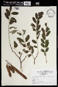 Robinia pseudoacacia image