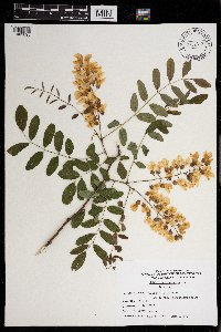 Robinia pseudoacacia image