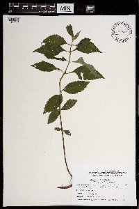 Lycopus virginicus image