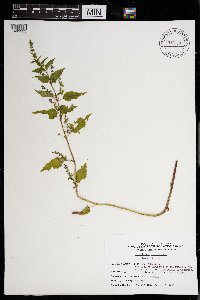 Image Associated With the Occurrence