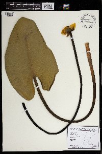 Nuphar variegata image