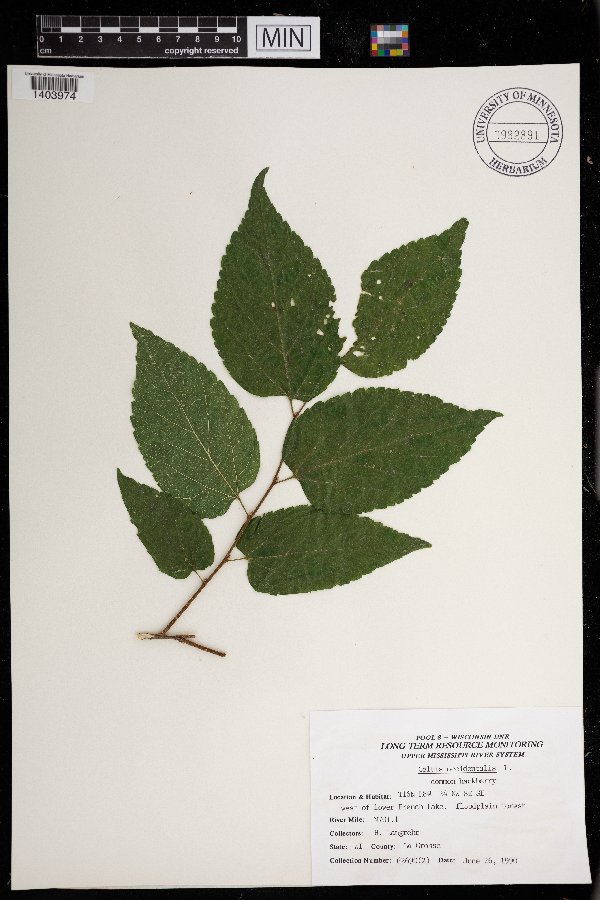 Celtis occidentalis image