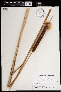 Typha angustifolia image