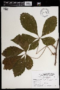 Parthenocissus quinquefolia image