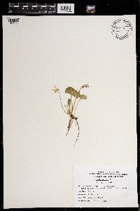 Viola sororia image