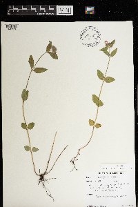 Clinopodium vulgare image