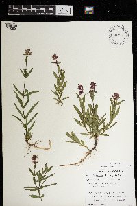 Media resource of Stachys hyssopifolia