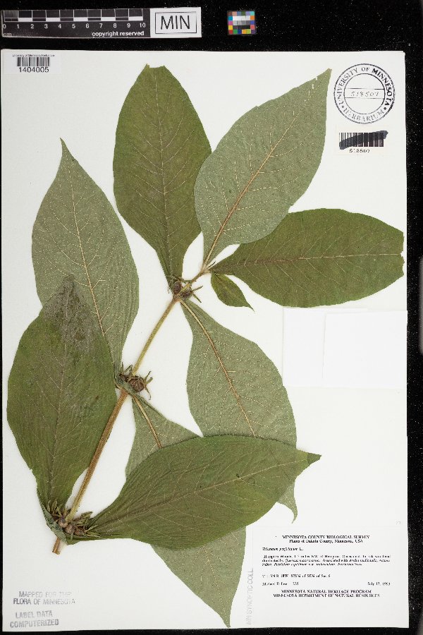 Triosteum perfoliatum image