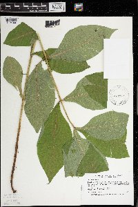 Triosteum perfoliatum image