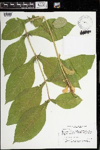 Triosteum perfoliatum image