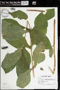 Triosteum perfoliatum image