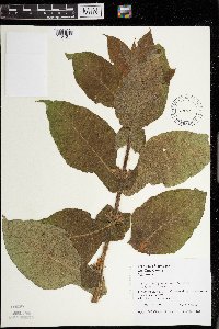 Triosteum perfoliatum image