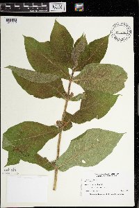 Triosteum perfoliatum image